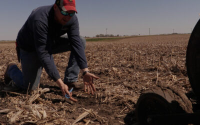 Illinois farmer reviews planting behind calmer corn head